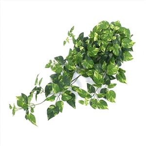 Hängande Pothos Plant