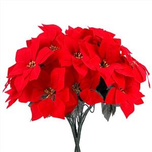 Röda julstjärna julblommor